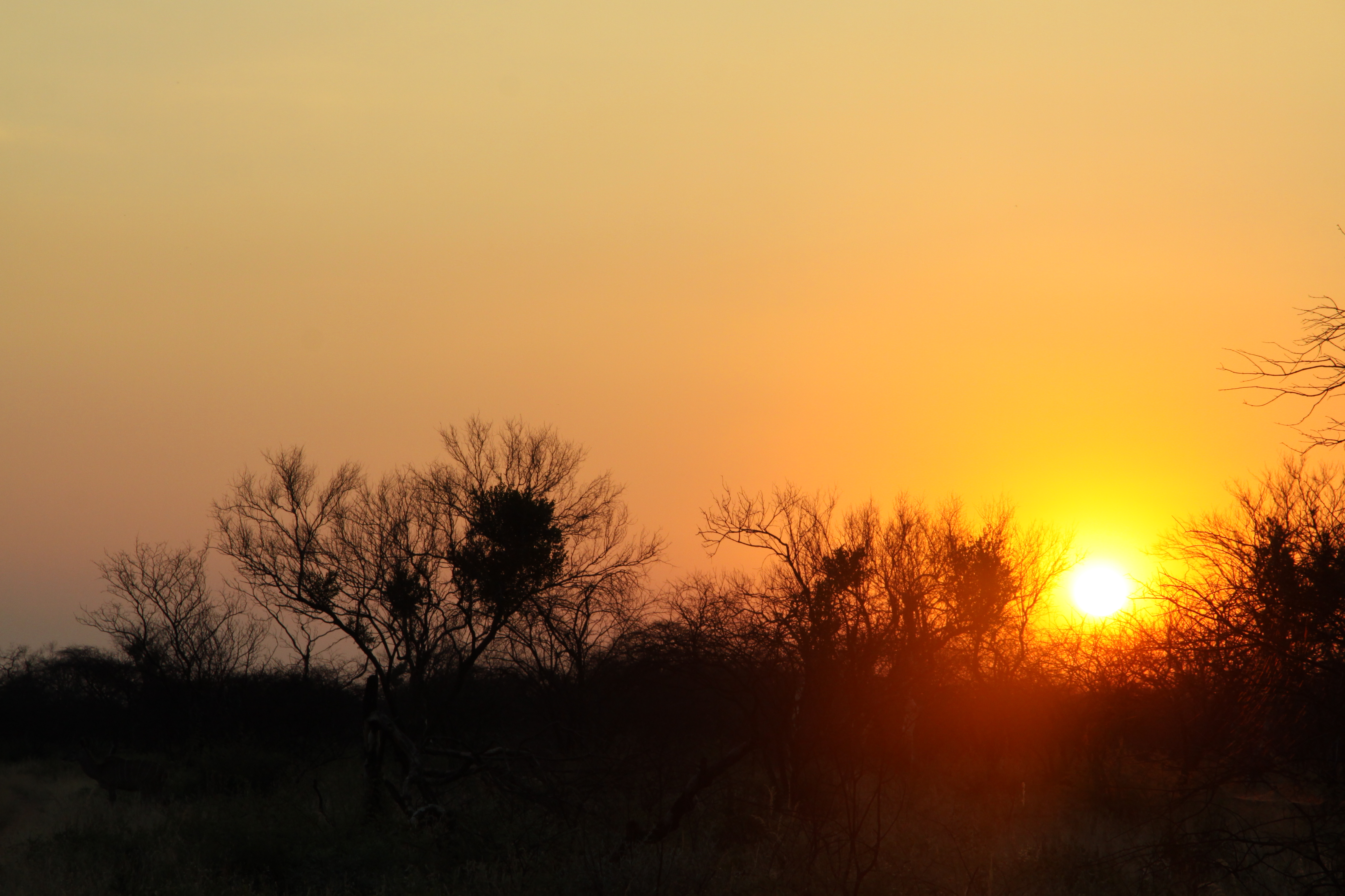Sunset in the African bush