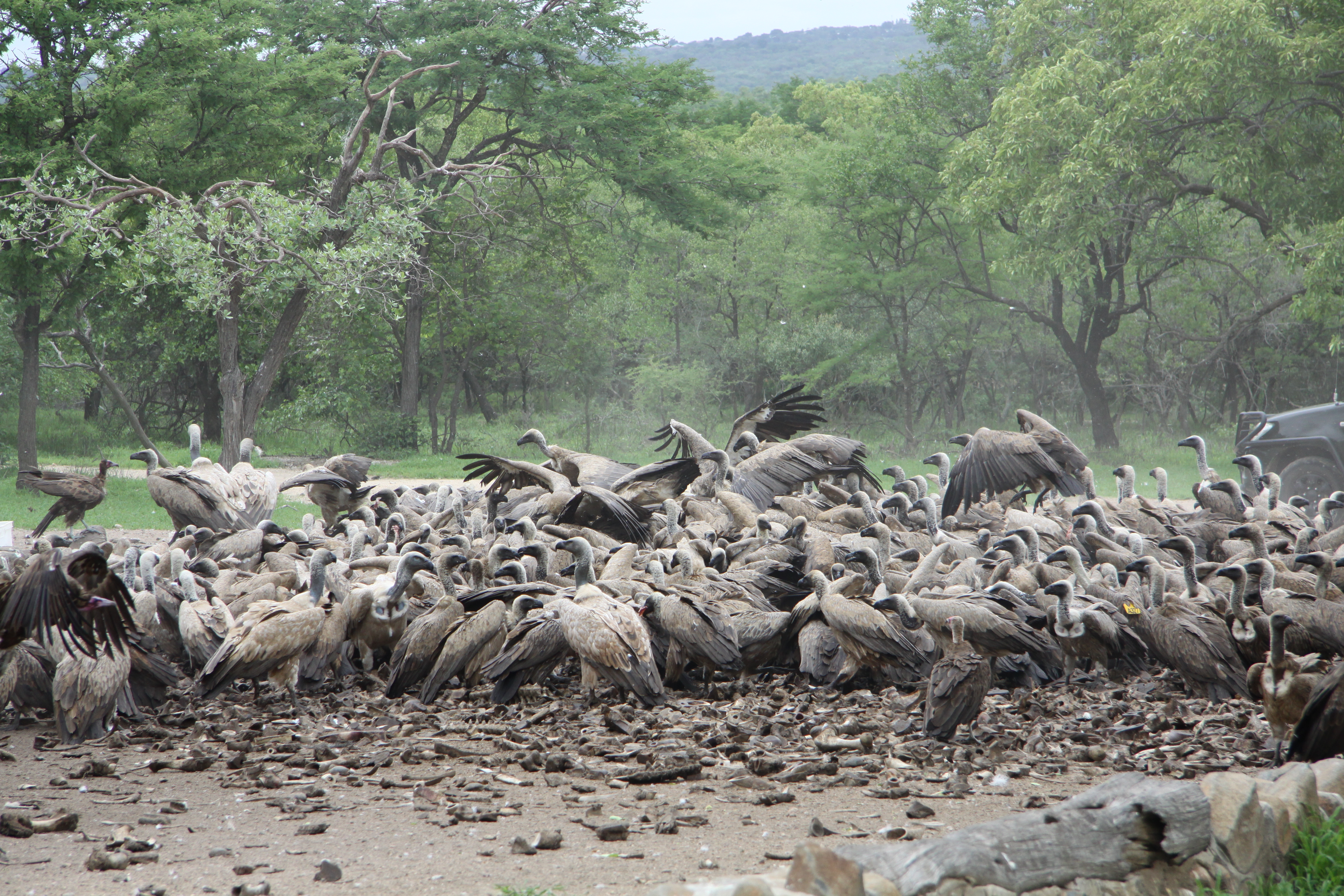 Vulture restaurant